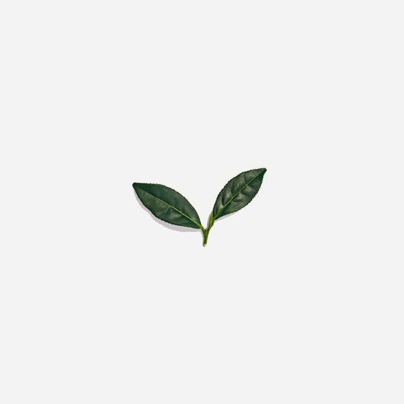 Love Tea - Green - Certified Organic Pyramids - The Bare Theory