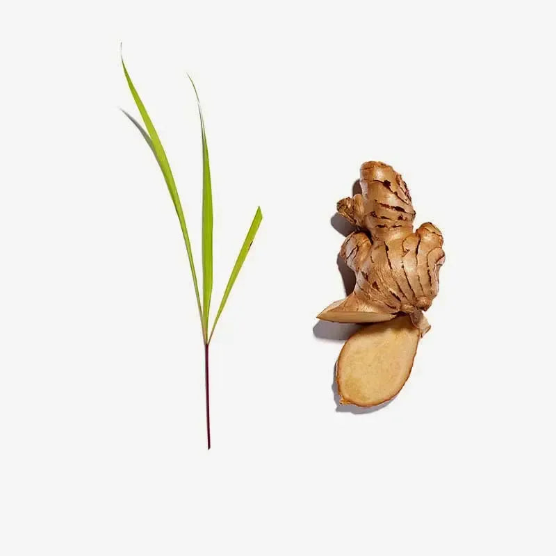 Love Tea - Lemongrass and Ginger - 20 Pyramids - The Bare Theory